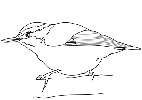 Red Breasted Nuthatch Coloring Page